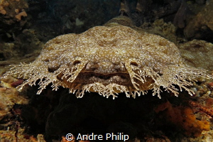 "A face for smooching?!" ;-) - A Wobbegong shark (Eucross... by Andre Philip 